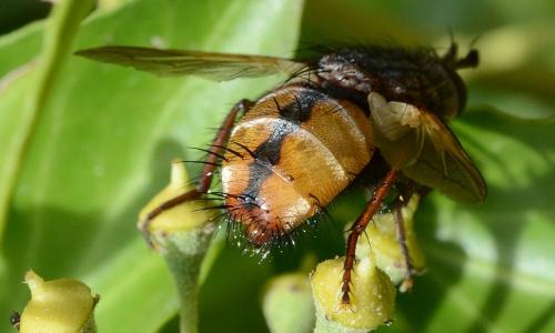 Tachina fera